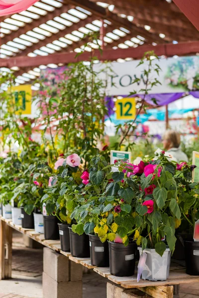 ポットに植物 — ストック写真