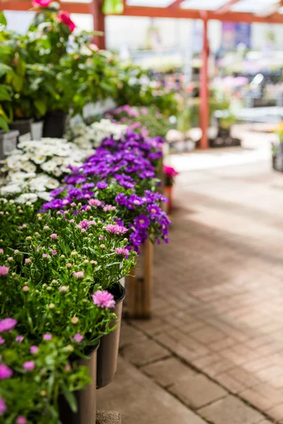 Plantas em vasos — Fotografia de Stock