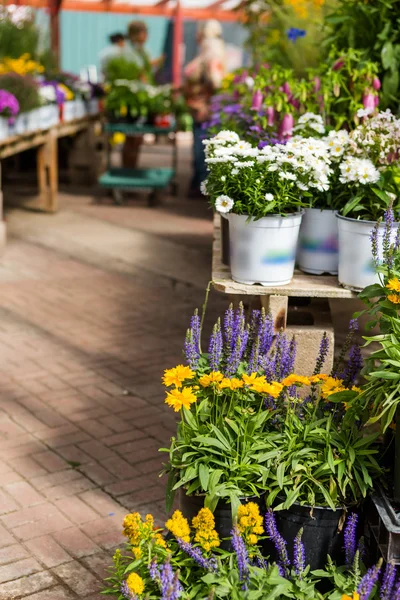 Plants in pots — Stock Photo, Image