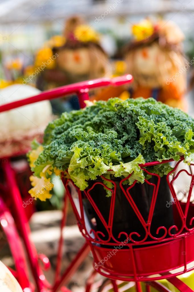 Lettuce in the pot — Stock Photo © urban_light 54085377