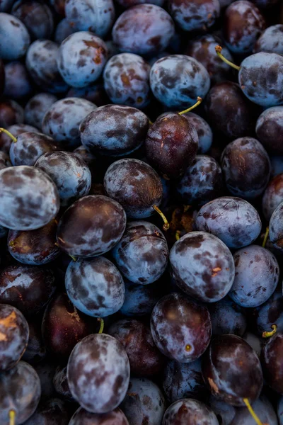 Fresh plums — Stock Photo, Image