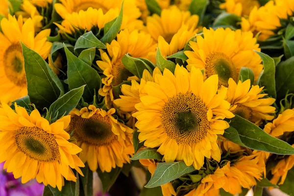 Frische Sonnenblumen — Stockfoto