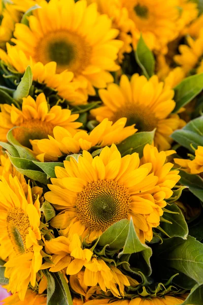 Frische Sonnenblumen — Stockfoto