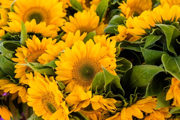 Frische Sonnenblumen — Stockfoto