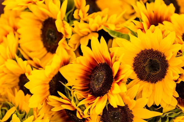 Fresh sunflowers — Stock Photo, Image
