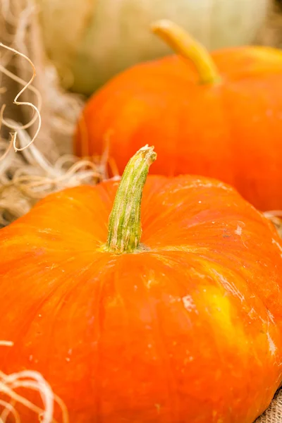 Orangenkürbisse — Stockfoto