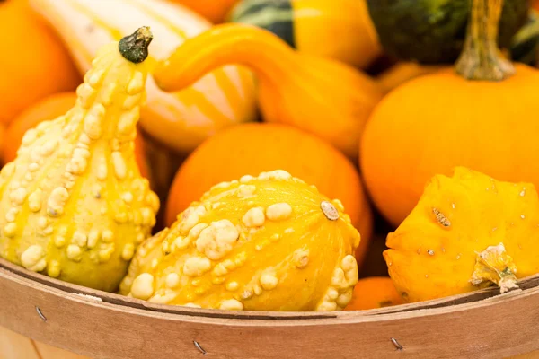 Orange pumpkins — Stock Photo, Image