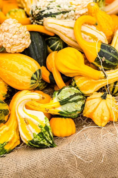 Oranje pompoenen — Stockfoto