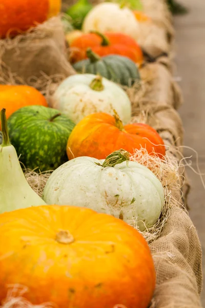 Calabazas anaranjadas —  Fotos de Stock