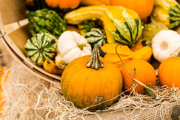 Calabazas anaranjadas —  Fotos de Stock