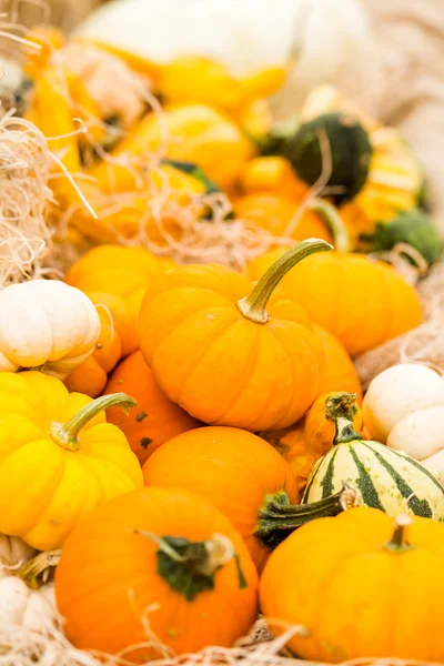 Calabazas anaranjadas —  Fotos de Stock