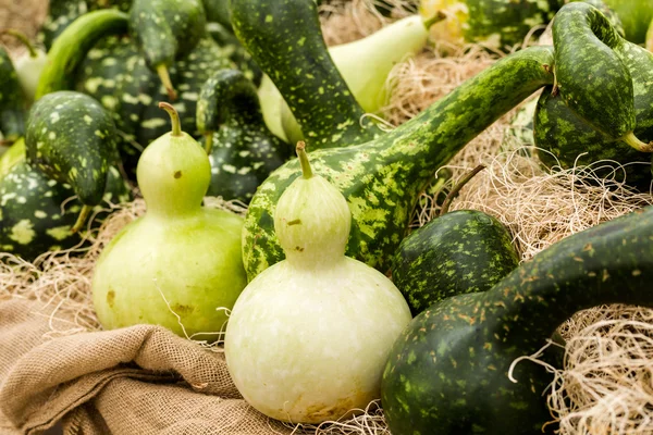 Grüne Kürbisse — Stockfoto