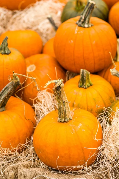 Calabazas anaranjadas —  Fotos de Stock