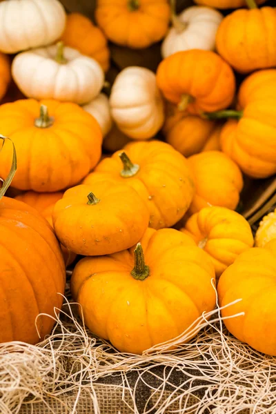 Calabazas anaranjadas —  Fotos de Stock