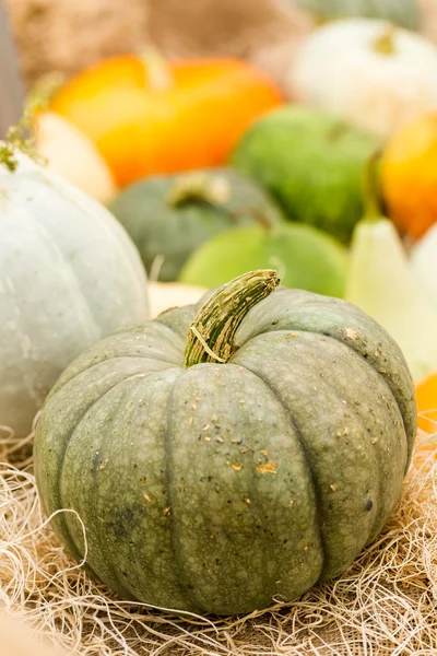 Calabazas anaranjadas — Foto de Stock