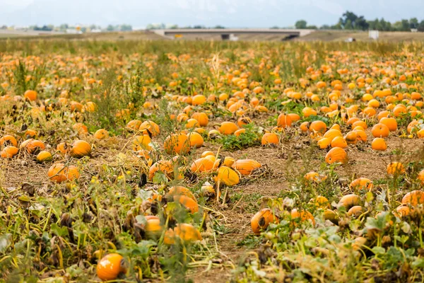 Patch de citrouille — Photo