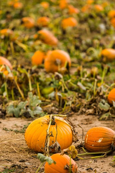 Patch di zucca — Foto Stock