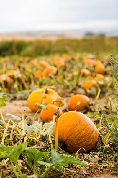 Kürbispflaster — Stockfoto