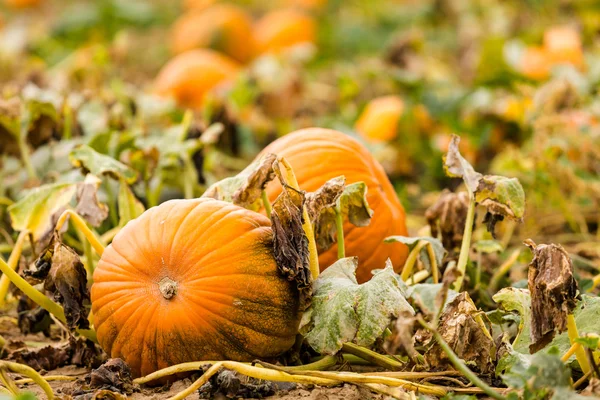 Pumpkin patch — Stockfoto