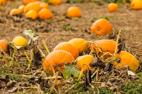 Pumpkin patch — Stockfoto