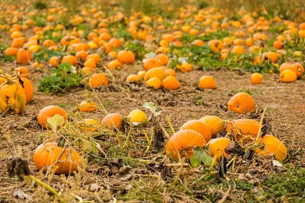 Kürbispflaster — Stockfoto