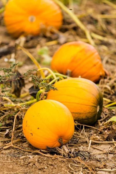 Pompoen patch — Stockfoto