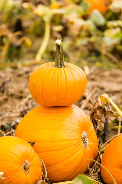 Pompoen patch — Stockfoto