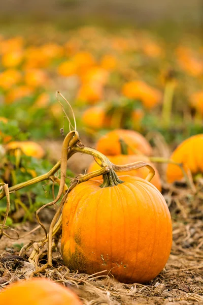 Pompoen patch weergave — Stockfoto