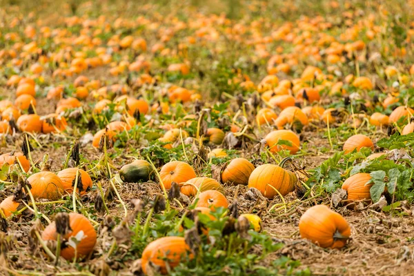 Patch di zucca — Foto Stock