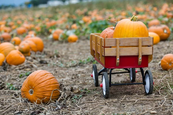 Parche de calabaza —  Fotos de Stock