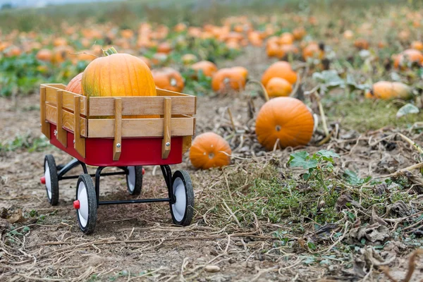 Pumpkin patch — Stockfoto