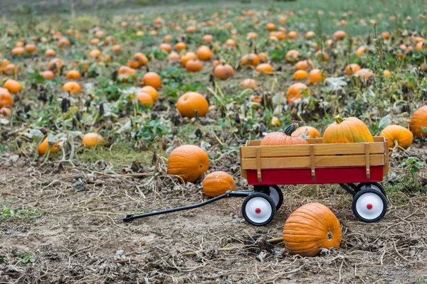 Pumpkin patch — Stock Photo, Image