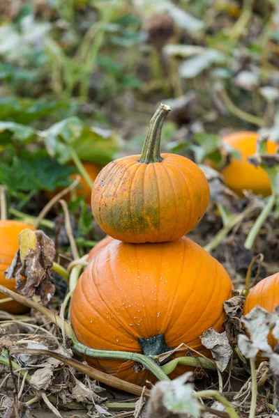 Pumpkin patch — Stock Photo, Image