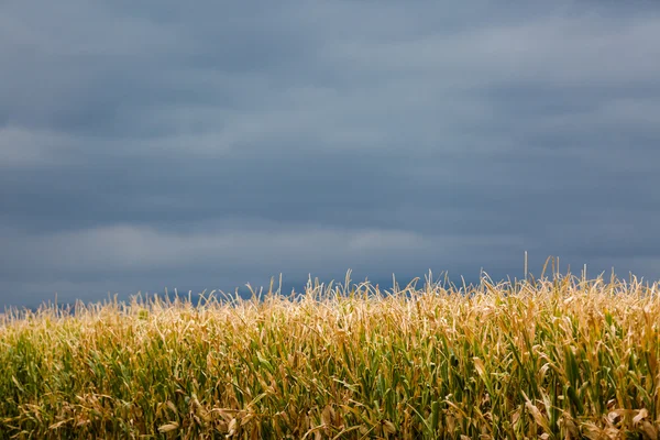 Corn maze — Stock Photo, Image