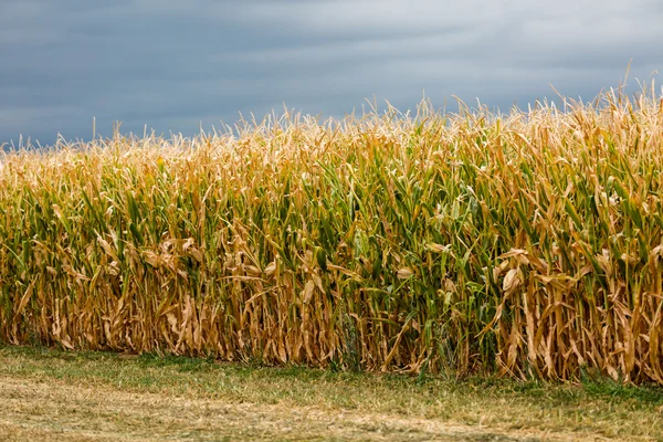 Corn maze — Stock Photo, Image