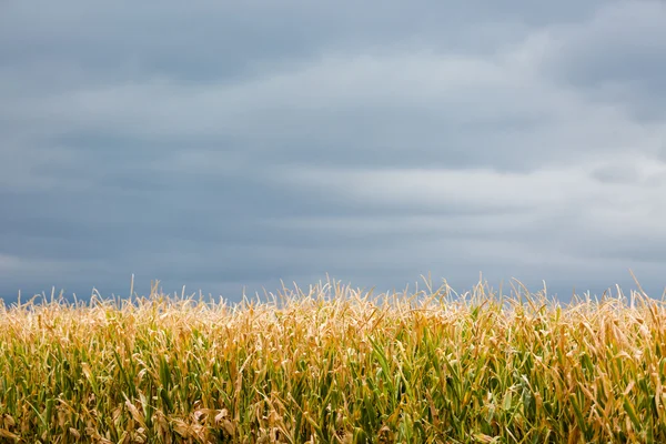 Labirinto di mais — Foto Stock