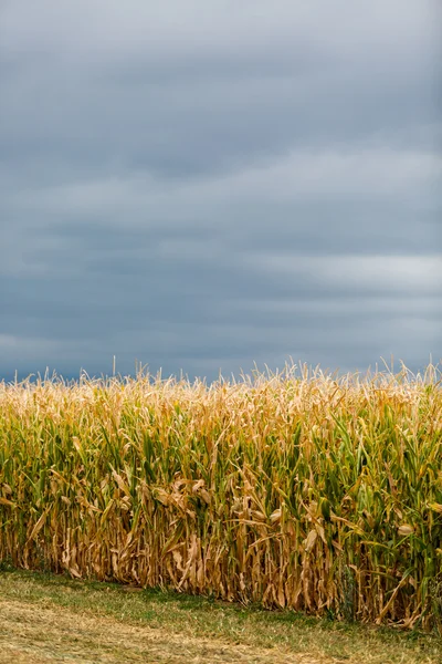 Laberinto de maíz — Foto de Stock