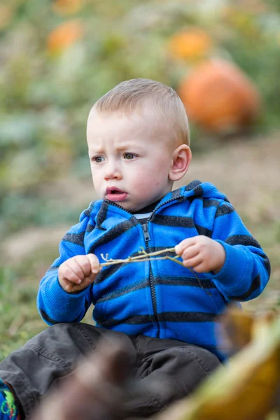 Pompoen patch — Stockfoto