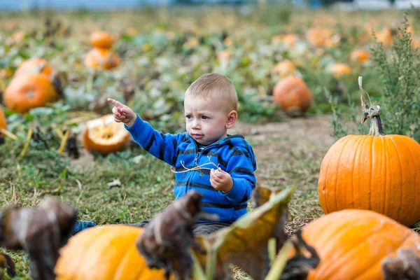 Pumpkin patch — Stock Photo, Image