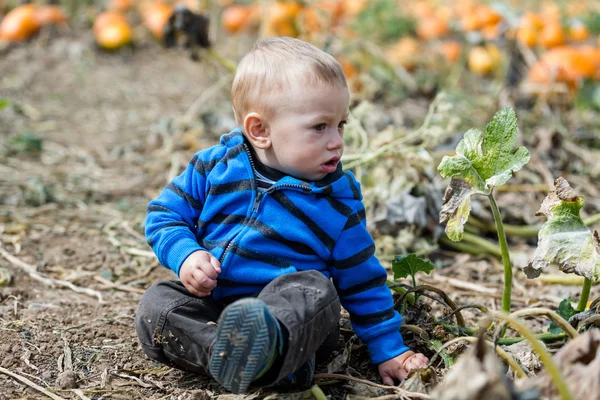 Pumpkin patch — Stock Photo, Image