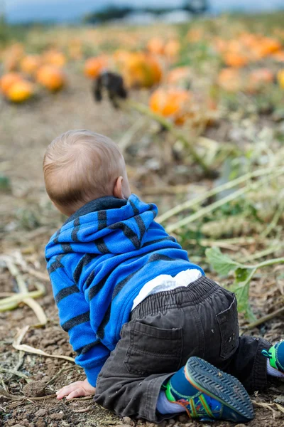 Pompoen patch — Stockfoto