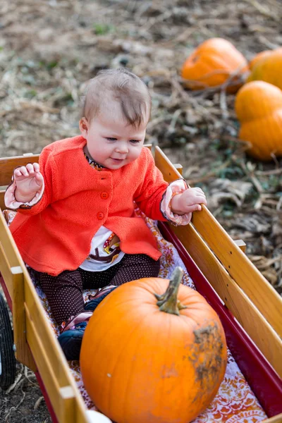 Parche de calabaza —  Fotos de Stock