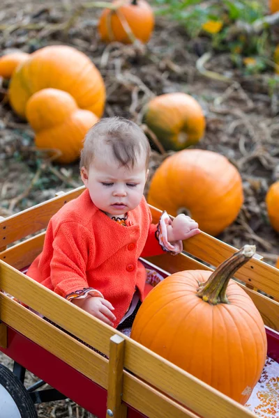 Parche de calabaza — Foto de Stock