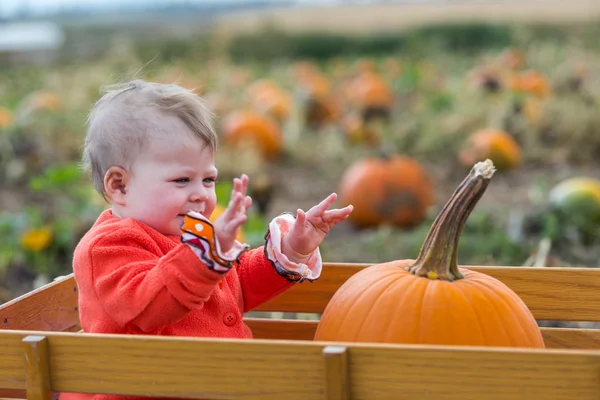 Parche de calabaza —  Fotos de Stock