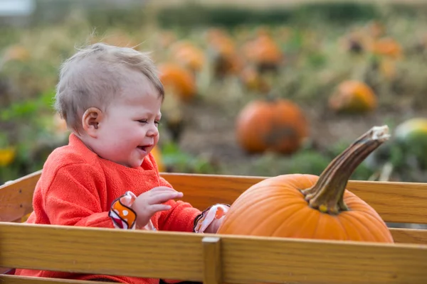 Parche de calabaza — Foto de Stock