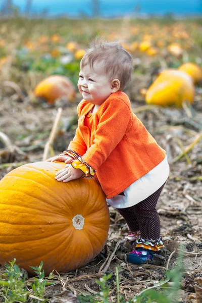 Pumpkin patch — Stock Photo, Image