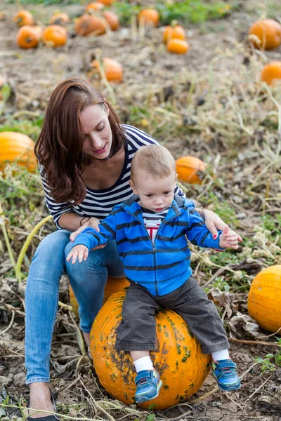 Pumpkin patch — Stock Photo, Image