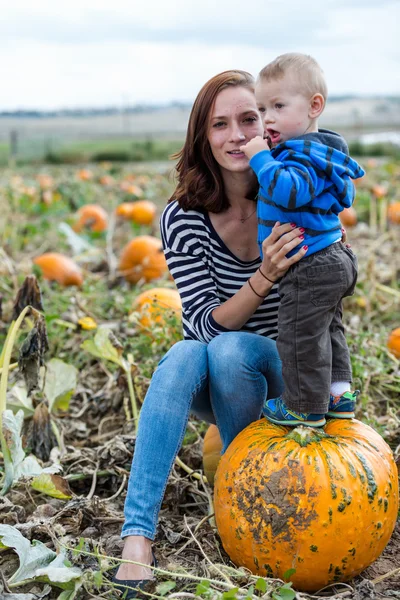 Patch di zucca — Foto Stock