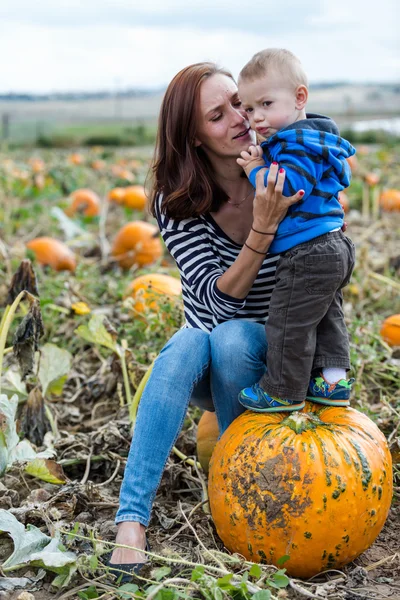 Patch di zucca — Foto Stock