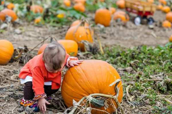 Pumpkin patch — Stockfoto